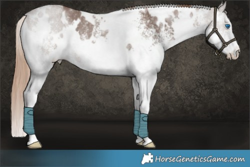Horse Color:White Spotted Liver Chestnut Splash 