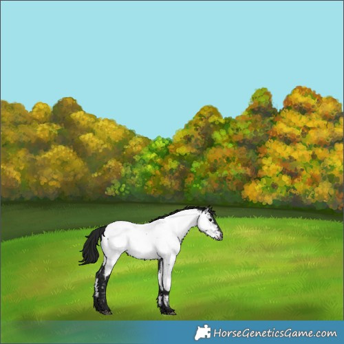 Horse Color:Gray Black Near Fewspot 