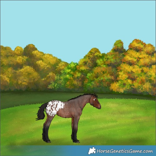 Horse Color:Gray Bay Roan Appaloosa 