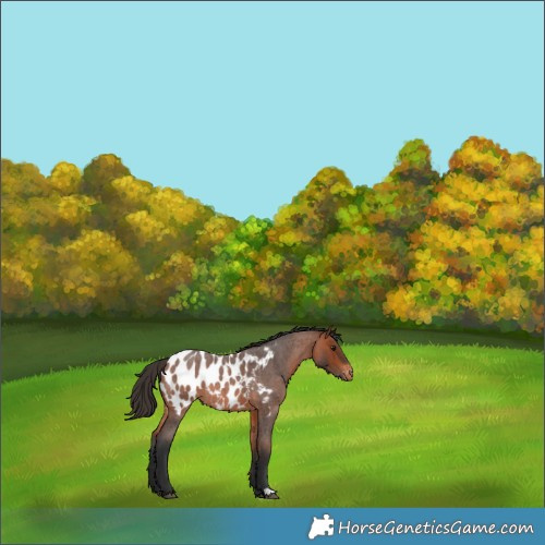 Horse Color:Bay Roan Appaloosa 