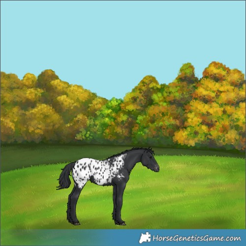 Horse Color:Black Appaloosa 