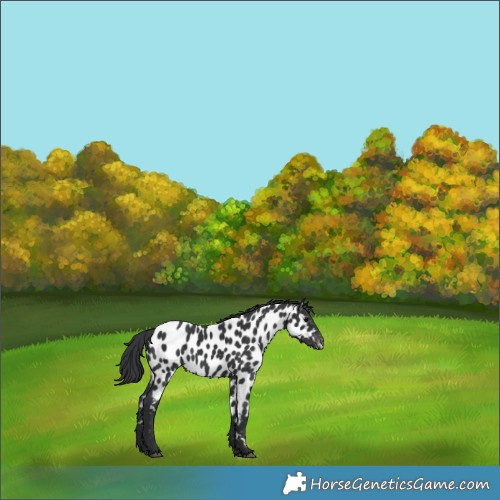 Horse Color:Black Appaloosa 