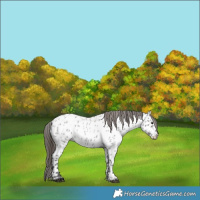 Horse Color:Grullo Roan Near Leopard 