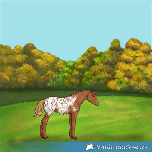 Horse Color:Chestnut Appaloosa 