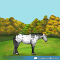 Horse Color:Gray Black Appaloosa