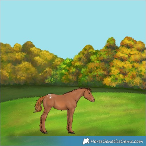 Horse Color:Chestnut Appaloosa 