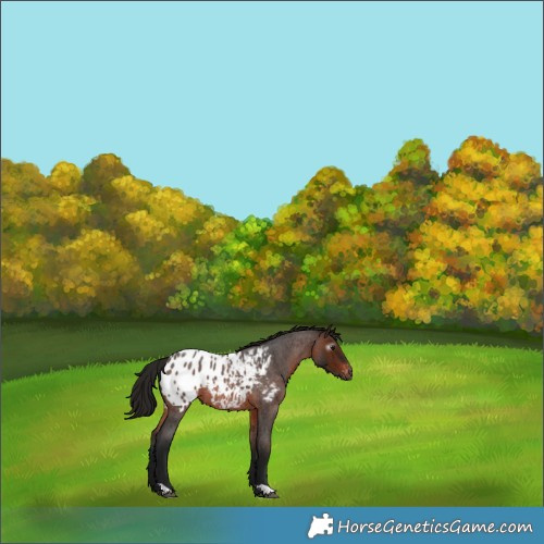 Horse Color:Gray Bay Roan Appaloosa 