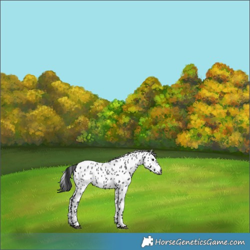 Horse Color:Gray Blue Roan Appaloosa 