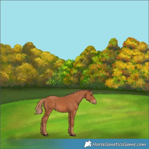 Horse Color:Chestnut Appaloosa 