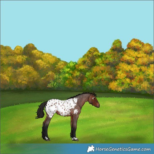 Horse Color:Gray Bay Roan Appaloosa 