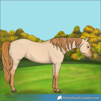 Horse Color:Red Dun 