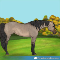 Horse Color:Brown Dun 