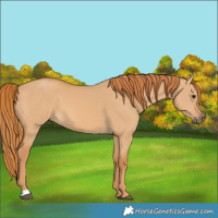 Horse Color:Red Dun 