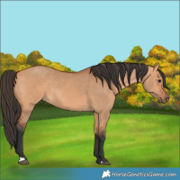 Horse Color:Bay Dun 