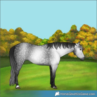 Horse Color:Gray Black 