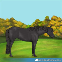 Horse Color:Smoky Black 