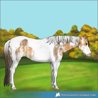 Horse Color:Buckskin Sabino Tobiano 