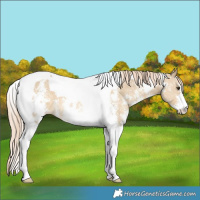 Horse Color:Chocolate Palomino Dun Sabino Tobiano 
