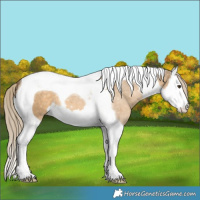 Horse Color:Chocolate Palomino Dun Splash Tobiano 