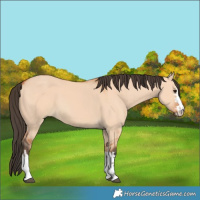 Horse Color:Bay Dun