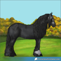 Horse Color:Black and Gray Black
