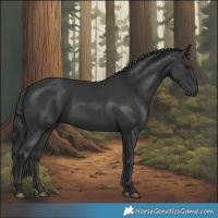 Horse Color:Black  and Black 