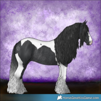 Horse Color:Black Tobiano Rabicano