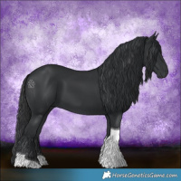 Horse Color:Black Tobiano Rabicano