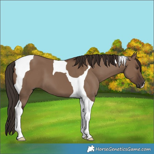 Horse Color:Liver Red Dun Tobiano 