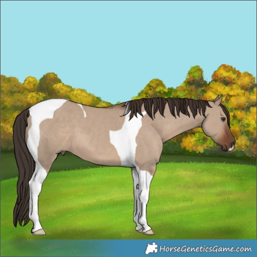 Horse Color:Liver Red Dun Tobiano 