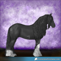 Horse Color:Black Tobiano Frame