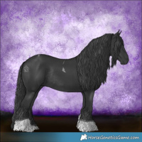 Horse Color:Black Tobiano Rabicano 