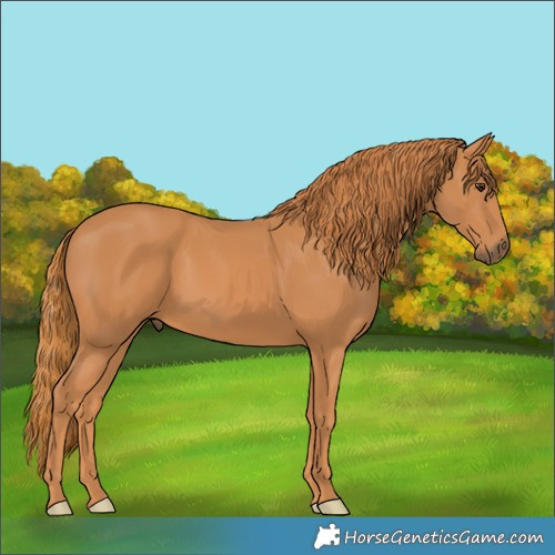 Horse Color:Unknown 