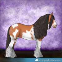 Horse Color:Bay Tobiano Frame