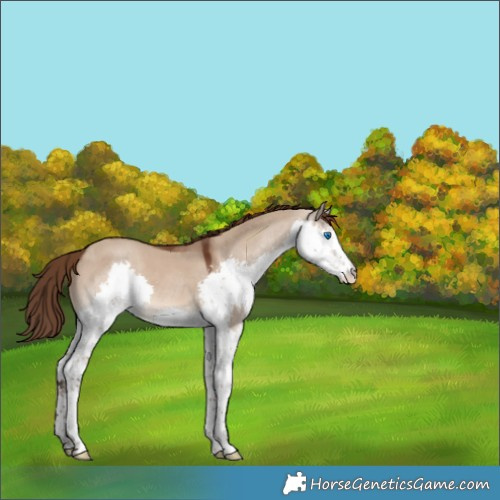 Horse Color:Liver Red Dun Sabino Splash