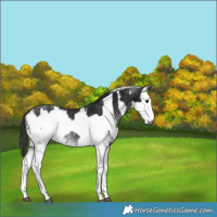 Horse Color:Gray White Spotted Black  and Gray White Spotted Black Leopard 