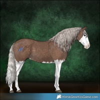 Horse Color:Silver Black Splash 