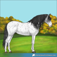 Horse Color:White Spotted Blue Roan Near Leopard 