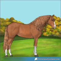 Horse Color:Chestnut 