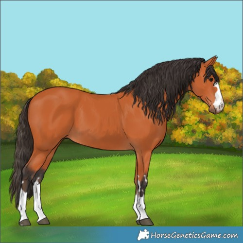 Horse Color:Bay 