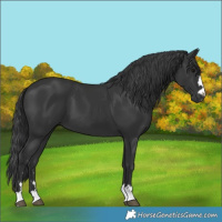 Horse Color:Black 