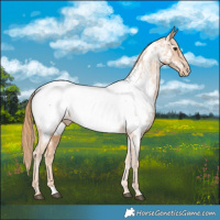 Horse Color:Chestnut Near Fewspot 