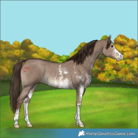 Horse Color:Liver Red Dun Sabino Rabicano 