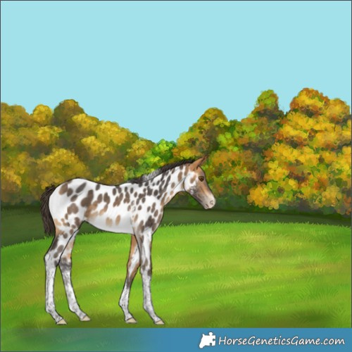 Horse Color:Buckskin Sabino Tobiano Appaloosa Rabicano 