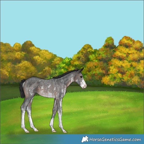 Horse Color:Brown Sabino Rabicano 
