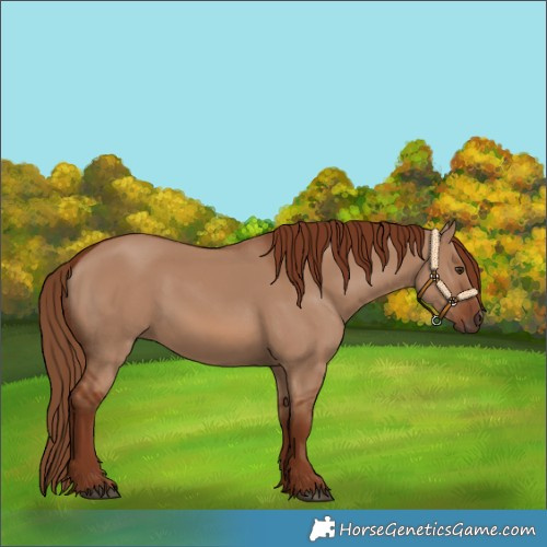 Horse Color:Red Dun 