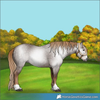 Horse Color:Gray Chestnut