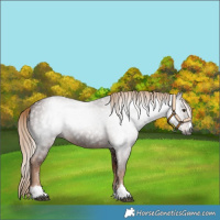 Horse Color:Gray Chestnut 