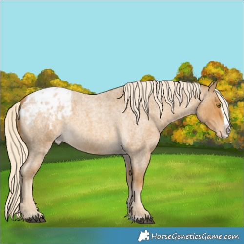 Horse Color:Palomino Roan Splash Appaloosa 