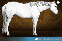 Horse Color:Grullo Sabino 